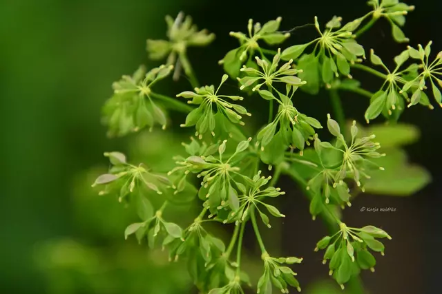 Garten im Jahreslauf - Juni (Foto: Katja Woidtke)

Großes Krabbeln im kleinen Garten  | Foto: Katja Woidtke