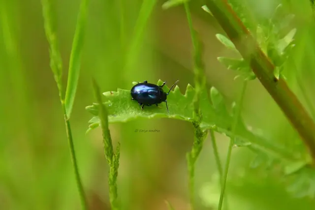 Garten im Jahreslauf - Juni (Foto: Katja Woidtke)

Großes Krabbeln im kleinen Garten  | Foto: Katja Woidtke