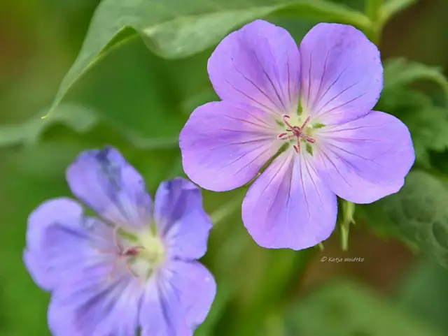 Garten im Jahreslauf - Juni (Foto: Katja Woidtke)

Großes Krabbeln im kleinen Garten  | Foto: Katja Woidtke