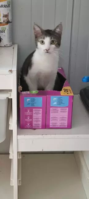 Santo | Foto: Sabine Pollok