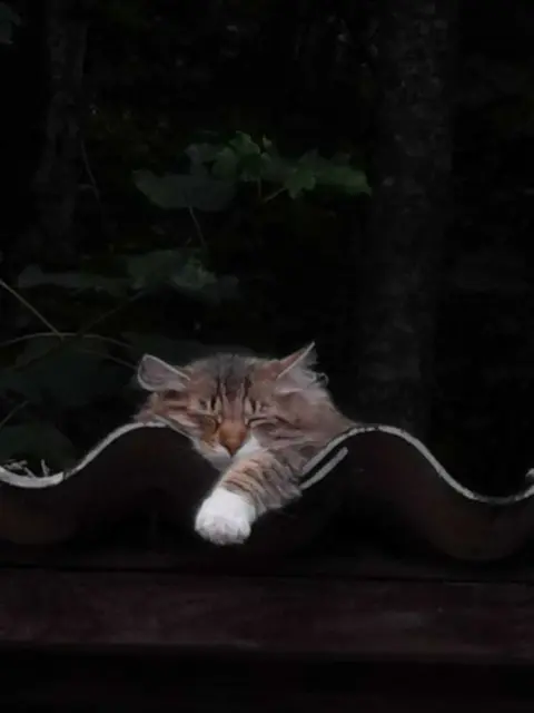 Mila | Foto: Tierheim Höchstädt