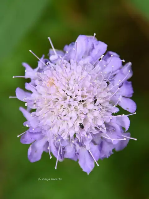 Garten im Jahreslauf - Juni (Foto: Katja Woidtke)

Großes Krabbeln im kleinen Garten  | Foto: Katja Woidtke