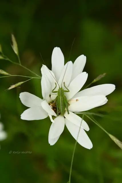 Garten im Jahreslauf - Juni (Foto: Katja Woidtke)

Großes Krabbeln im kleinen Garten  | Foto: Katja Woidtke