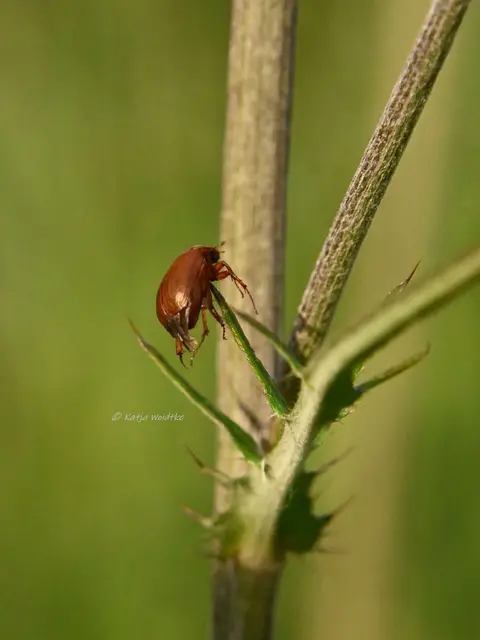 Garten im Jahreslauf - Juni (Foto: Katja Woidtke)

Großes Krabbeln im kleinen Garten  | Foto: Katja Woidtke