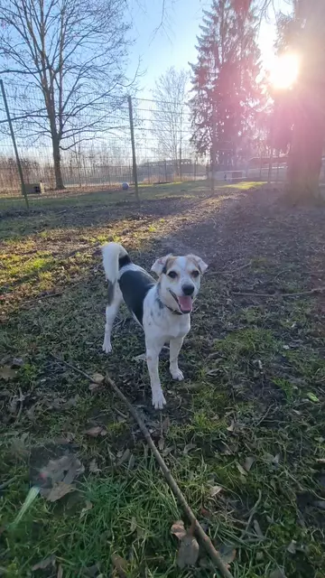 Lucia | Foto: Tierheim Höchstädt