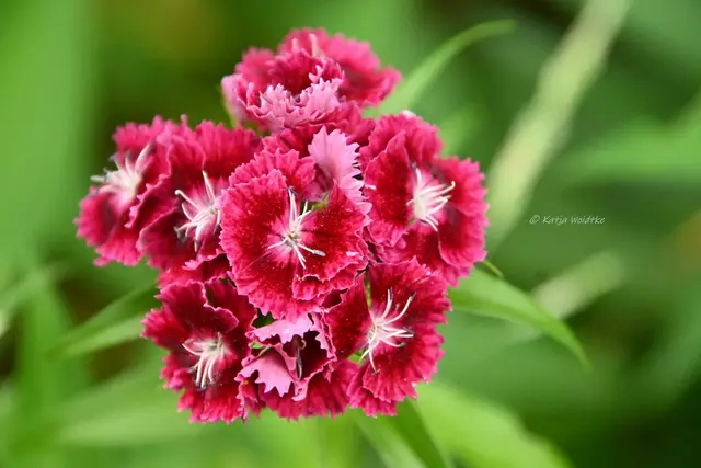 Garten im Jahreslauf - Juni (Foto: Katja Woidtke)

Großes Krabbeln im kleinen Garten  | Foto: Katja Woidtke