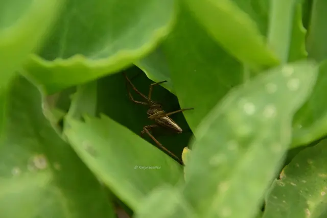 Garten im Jahreslauf - Juni (Foto: Katja Woidtke)

Großes Krabbeln im kleinen Garten  | Foto: Katja Woidtke