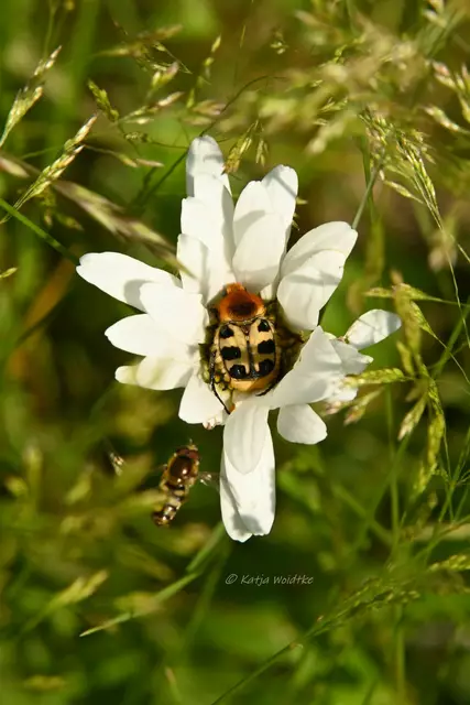 Garten im Jahreslauf - Juni (Foto: Katja Woidtke)

Großes Krabbeln im kleinen Garten  | Foto: Katja Woidtke