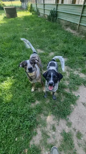 Elvis und Emil | Foto: Sabine Pollok