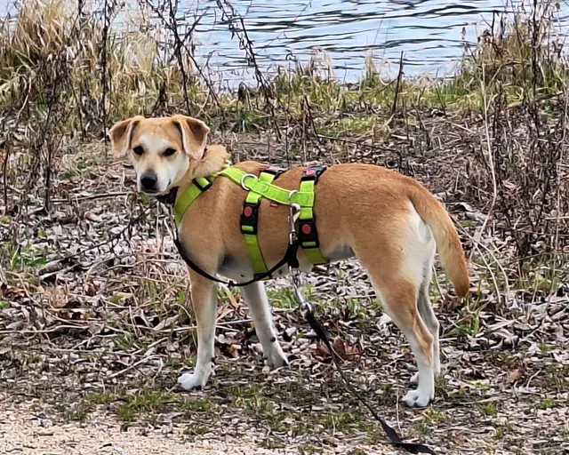 Loredana | Foto: Tierheim Höchstädt