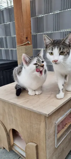 Silas und Santo | Foto: Sabine Pollok