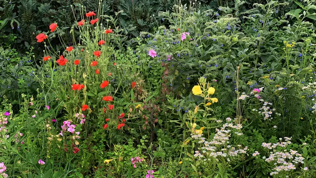 Wildblumenwiese als farbenfrohes Blütenspektakel. Foto: Helmut Kuzina