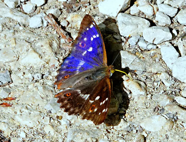 Nur für einen Wimpernschlag schillern Teile der Flügel in einem kräftigen Blauton