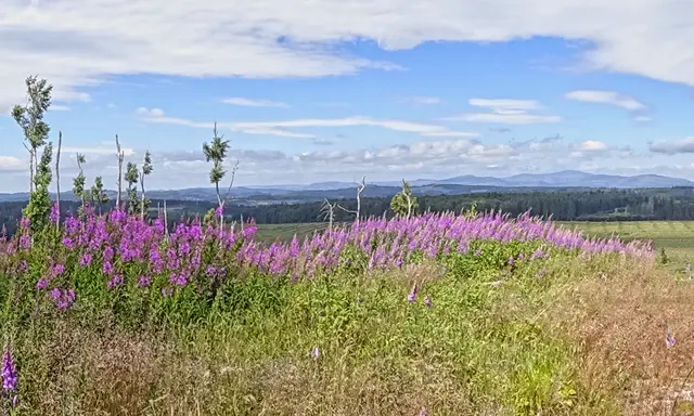 Blick von der Gro0en Harzhöhe in Richtung Wurmberg, Brocken usw.