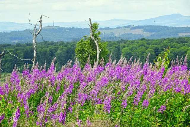 Blick von der Großen Harzhöhe