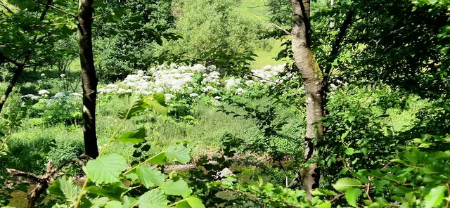 Fast wie ein Wald, der Riesenbärenklau an der Eder.