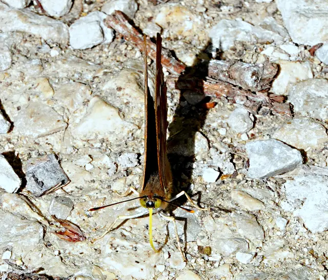 Mit komplett hochgestellten Flügeln ist er im Schatten kaum zu sehen