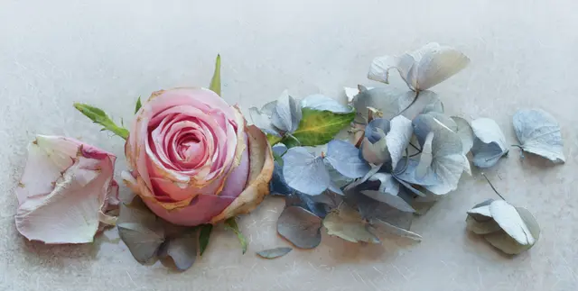 "Rose + Hortensie" im Kontext von "Bevor die Erinnerung verblasst ..."