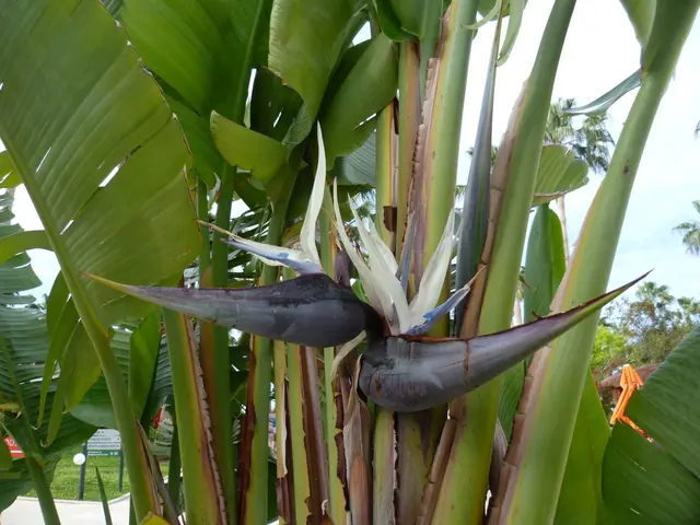Bananenblüte im Hotelgarten.
