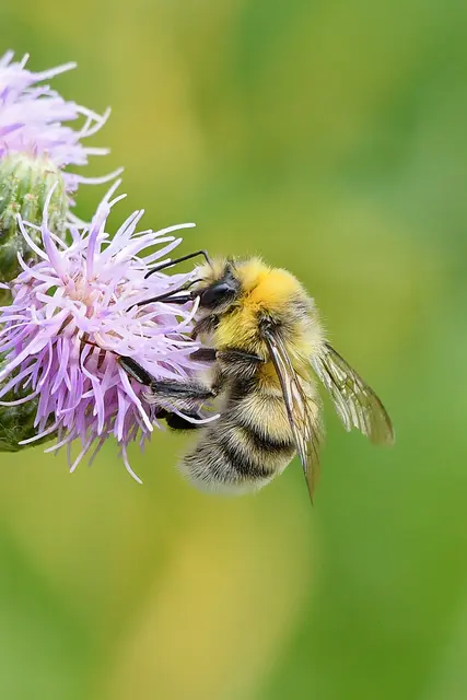 Ackerhummel | Foto: Copyright Andreas Schäfer