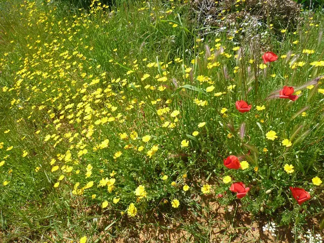 Bunte Pflanzenwelt zwischen Feldweg und den Feldern.
