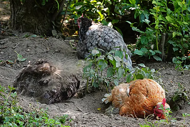 Zwischendurch wird mächtig Staub aufgewirbelt!