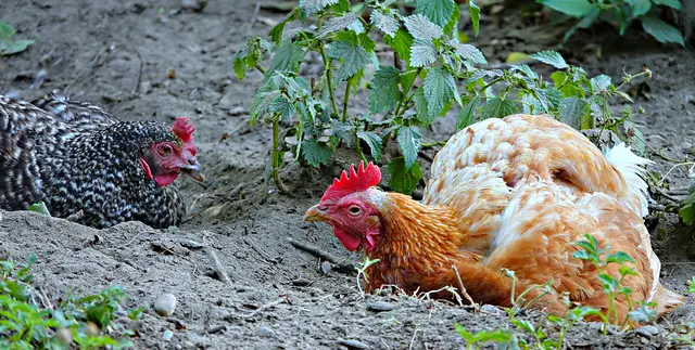Ratschen mit der Nachbarin