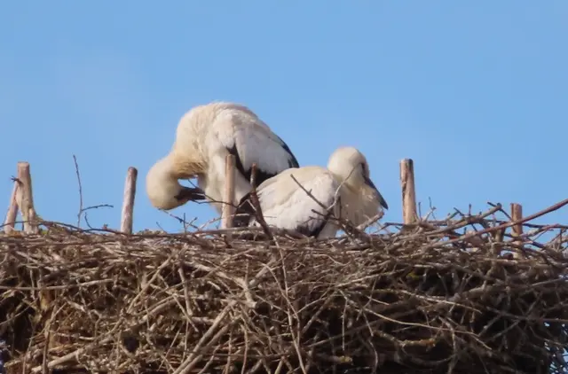 Ausschnitt aus dem Original-Foto. | Foto: M. A.