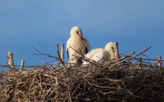 Ausschnitt aus dem Original-Foto. | Foto: M. A.