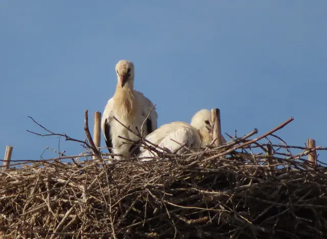 Ausschnitt aus dem Original-Foto. | Foto: M. A.