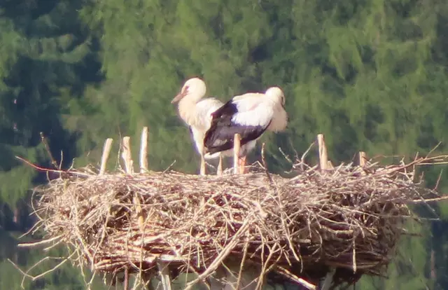 Ausschnitt aus dem Original-Foto. | Foto: M. A.