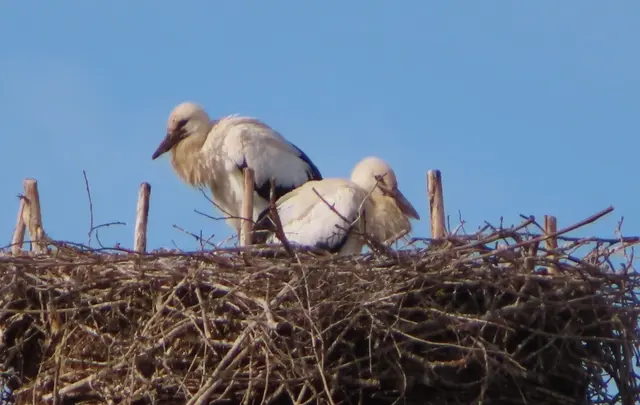 Ausschnitt aus dem Original-Foto. | Foto: M. A.