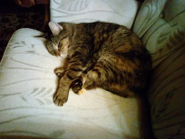 Mal sehen wie lange ich hier noch liegen darf, doch Katzen suchen sich ja ihren Platz aus ,sagen die Menschen.