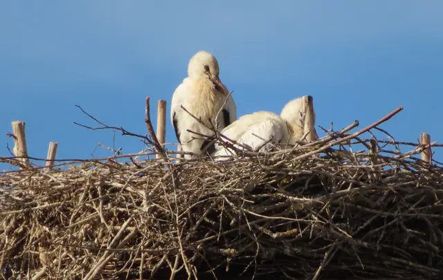 Ausschnitt aus dem Original-Foto. | Foto: M. A.