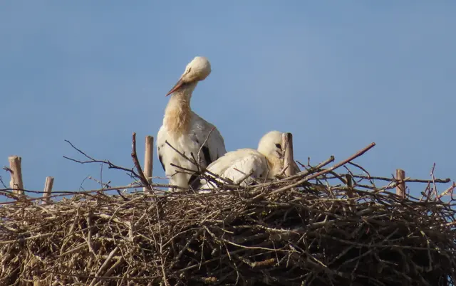 Ausschnitt aus dem Original-Foto. | Foto: M. A.