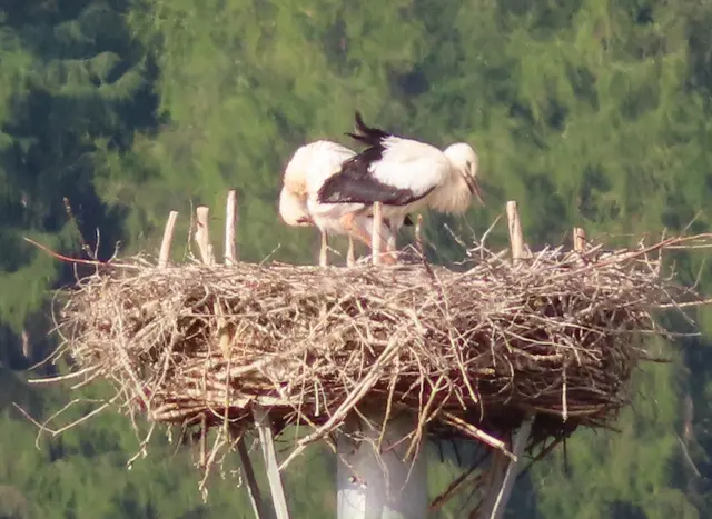 Ausschnitt aus dem Original-Foto. | Foto: M. A.