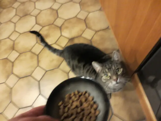 Ja zu fressen kriege ich genug und wenn ich es nicht mag ,gibt es was anderes ,Katzen sind so.