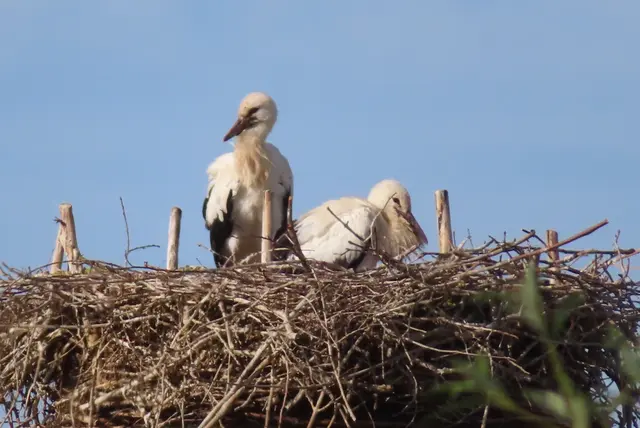 Ausschnitt aus dem Original-Foto. | Foto: M. A.