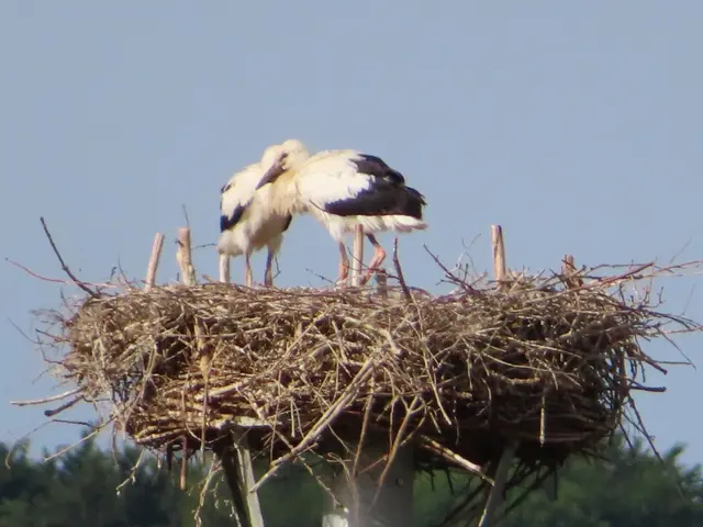 Ausschnitt aus dem Original-Foto. | Foto: M. A.