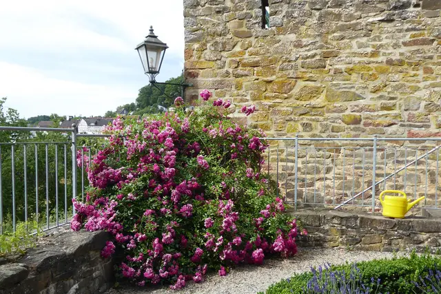 Sonntagsbilder 2025-27, Ramblerrose Chevy Chase im Rosengarten, 06.07.2025.