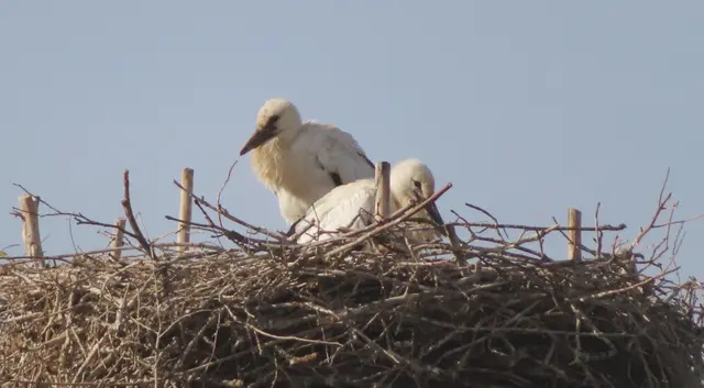 Ausschnitt aus dem Original-Foto. | Foto: M. A.