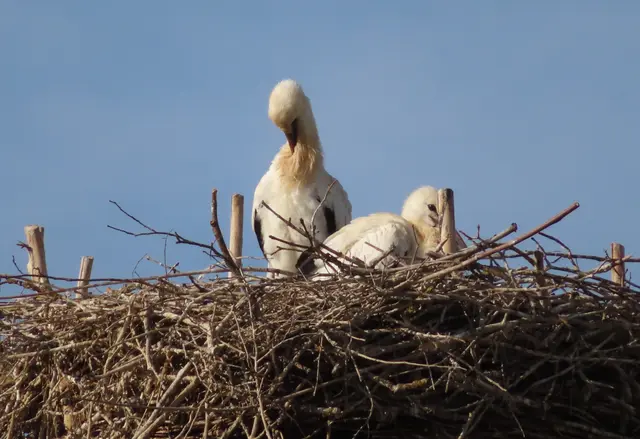 Ausschnitt aus dem Original-Foto. | Foto: M. A.