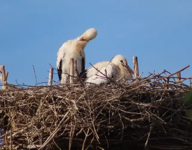 Ausschnitt aus dem Original-Foto. | Foto: M. A.