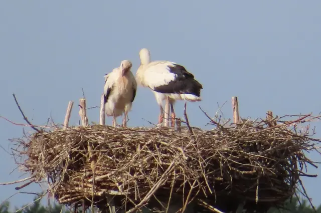 Ausschnitt aus dem Original-Foto. | Foto: M. A.