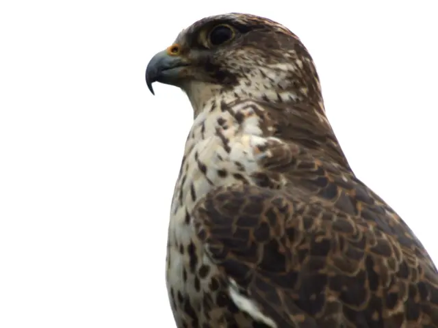 Greifvogelschau im Britzer Garten