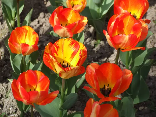 Tulipan im Britzer Garten