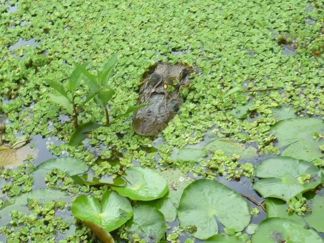 m Wasser lauern Kaimane auf Beute.
