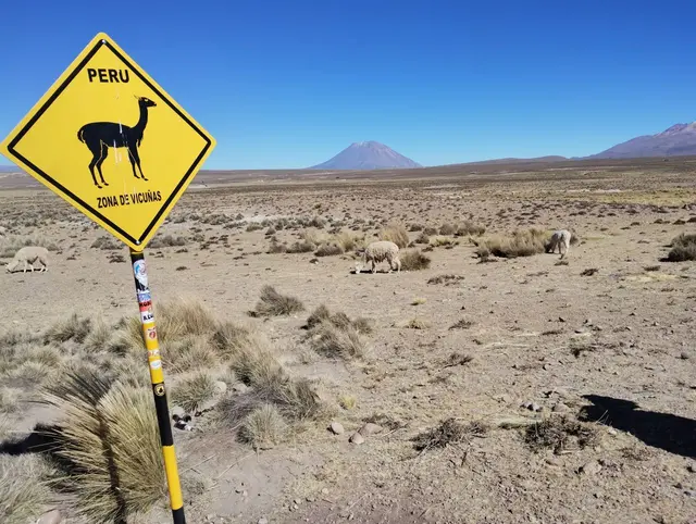 Das Vikunja oder Vicuña ist die wildlebende Art der Gattung Vicugna, zu der daneben noch das Alpaka gehört. Es ähnelt der wildlebenden Art Guanako aus der Gattung Lamas, zu der auch das Lama gehört. (Quelle Wikipedia).

