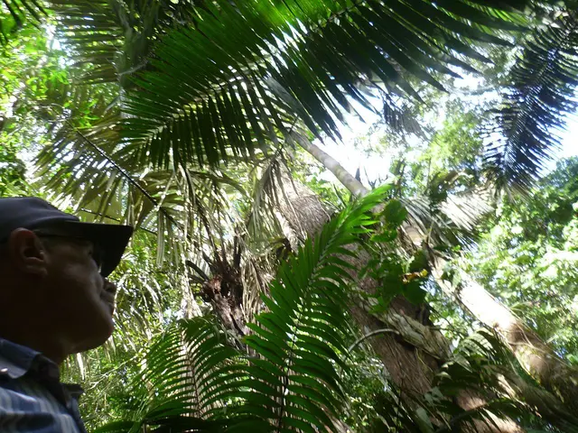Spaziergang im Regenwald in der Nähe der Ecoamazonia Lodge.
