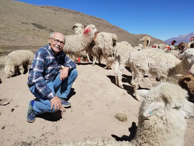 Die Andenvegetation bietet den Alpakas nicht viel.

